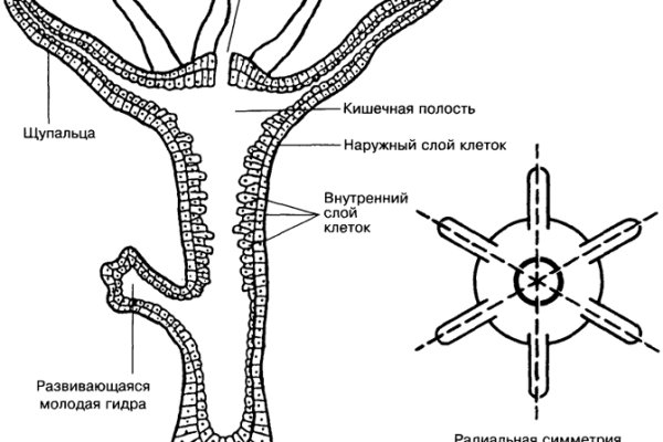 Кракен марихуана